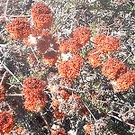 Buckwheat blossom - tentative symbol of the self