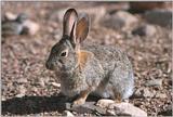 Bunny-Western_Cottontail_Rabbit-by_Shirley_Curtis-s160.jpg