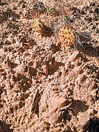 Cryptobiotic Crust at Strike Valley Overlook, Capitol Reef NP