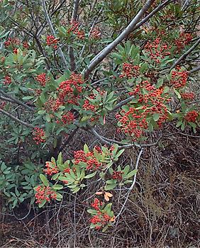 Toyon, Christmas Berry or Hollywood