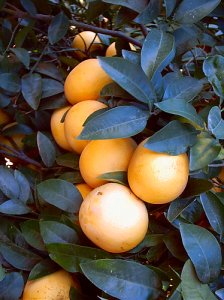 calcitrus07a.jpg